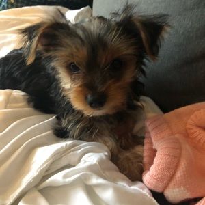 Meet your Posher, Ann